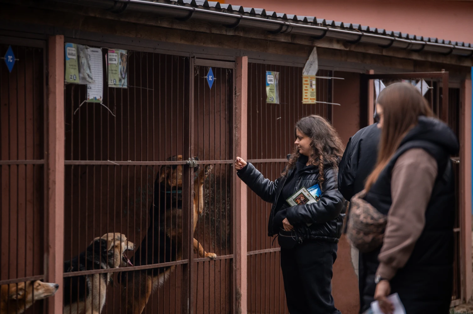 Допомога притулкам для тварин