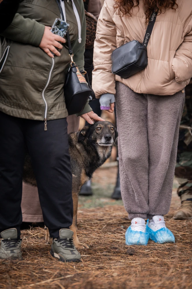 Допомога бездомним тваринам