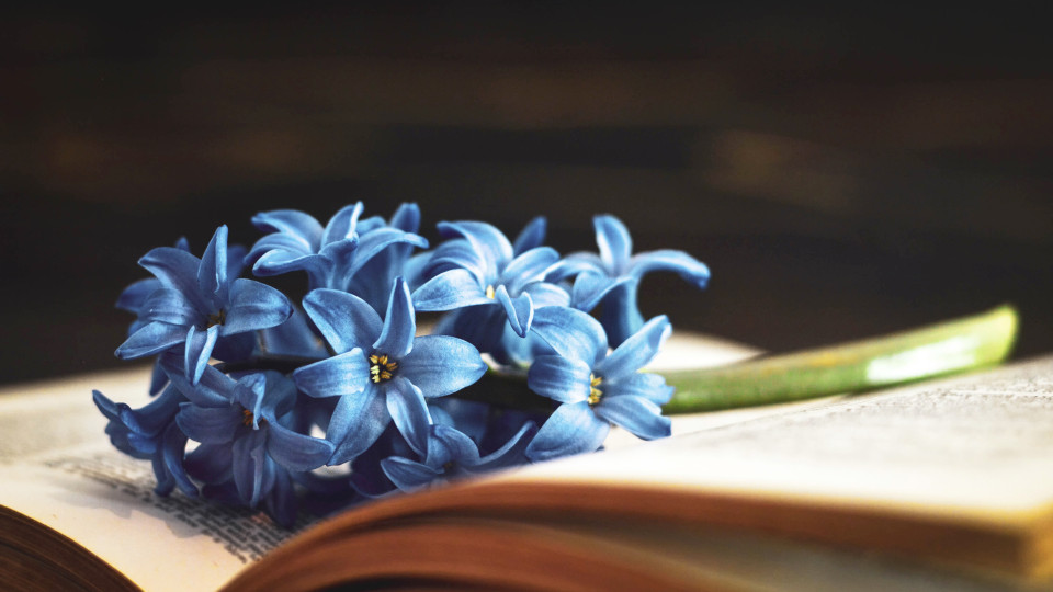 7 книжок, які допомагають пережити втрату 