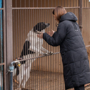 «Запали зірку тепла»: стартувала ініціатива, що допоможе перезимувати тисячам безпритульних тварин